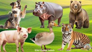 Happy Animal Moments, Familiar Animal Sounds: Hippo, Goose, Bear, Dog, Pig, Tiger - Animals Videos