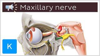 Maxillary nerve | Anatomical Terms Pronunciation by Kenhub