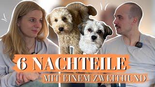 SCHAU DIESES VIDEO BEVOR DU DIR einen ZWEITHUND ZULEGST.... 6 NACHTEILE