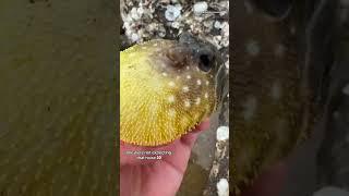 Protective puffer fish 