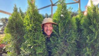Top 5 Privacy Screen Trees |Grow a Living Fence|
