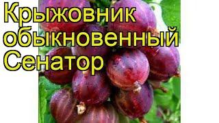 Крыжовник обыкновенный Сенатор. Краткий обзор, описание характеристик ribes uva crispa Senator