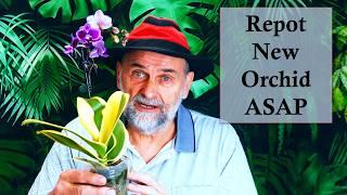 Repot Orchids as Soon as You Buy Them - Even in Flower!