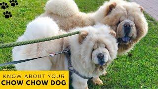 Chow Chow Dog : Dog Facts, Health Problems, Recommended Exercise