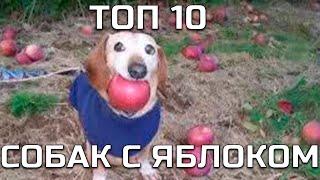 ТОП 10 СОБАК С ЯБЛОКОМ ВО РТУ