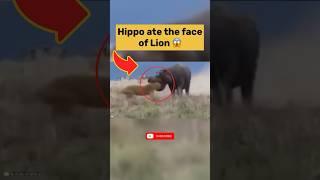 Hippo Attack on Lions #animalhub #wildlife #animals #lion #hippo #attack #battle #fight #nature #fyp