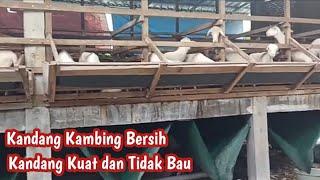 REVIEW 3 KANDANG KAMBING MODEL KOLONI SANGAT COCOK UNTUK TERNAK KAMBING