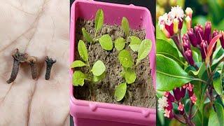 Growing Clove Tree at home is Very Very Easy | How to grow clove tree from cloves