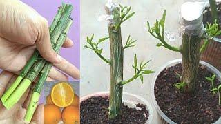 How to propagate Lemon and Orange plant cuttings for free !! எலுமிச்சை கிளை  பதியம் போடுதல் !!