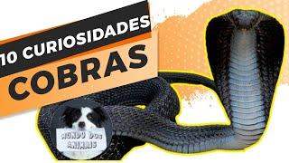 10 curiosidades sobre cobra