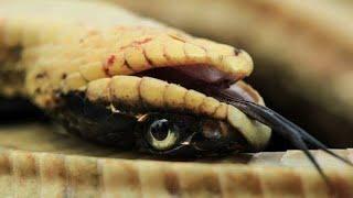 Top 5 Snake "Play Dead" When Threatened