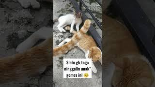 Terlalu gemes untuk ditinggalkan #kucing #shorts #cat #anabul #catlover