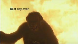 funny planet of the apes memes ||  compilation #1