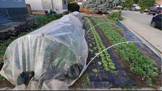 The Power of Poly: How Low Tunnels Shine Bright In Your Garden