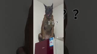 Cat vs Dog: Ultimate Climbing Challenge #shorts #cat #dog