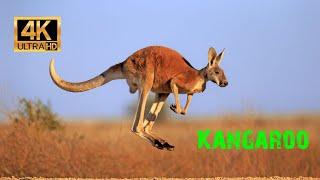 Kangaroo - The World's Largest Hopping Animal 4K