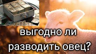 Выгодно ли овцеводство?