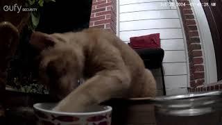 Tabby, the feral kitty with a big appetite. Watch him eat.