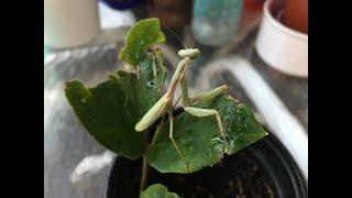 Mantis Care #19 - Mantis Burial, Saying Goodbye to Iris (Mediterranean mantis)