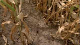 Drought Impacts Livestock and Food Prices (MU CAFNR)