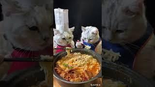 Kling AI Examples -11 - Cats eating noodles! -#klingai #klingaivideo #aivideo #aivideogenerator