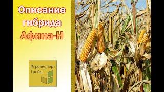 Кукуруза Афина Н  - описание гибрида , семена в Украине