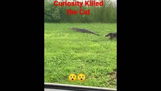 How Curiosity Killed the Cat, Cat vs Alligator 