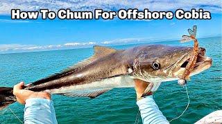 How To Use Chum To Catch Cobia Near Offshore Structure