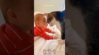 Adorable Cats & babies    #funnycats #cats #cat #funny #animals #fun #time #funtime