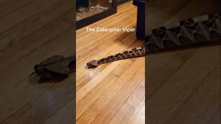 This Gaboon Viper can WALK like a caterpillar!