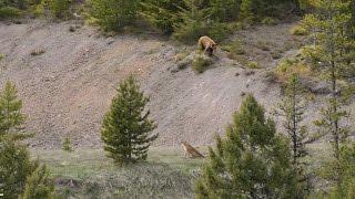 BEAR vs MTN LION - Crazy Mountain Lion Encounter