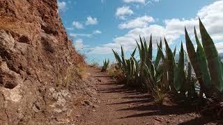 Nature's Pathways: Exploring the Tranquil Paths of Natural Beauty |Peculiar Planet Pursuit|