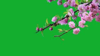 green screen flower status | flower green screen background effect | flower flying green screen