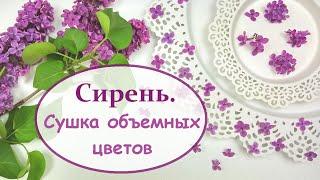 ЮВЕЛИРНАЯ СМОЛА || Как засушить сирень? Объемная сушка || How to dry a lilac?