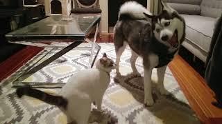 Siberian Husky and Cat Playing