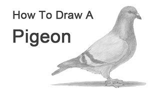 How to Draw a Pigeon