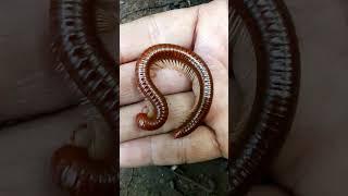 Millipedes - horror music #snailhunter