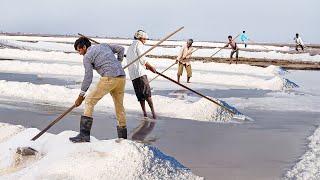 How They Harvest Tons of Fresh Salt by Hand