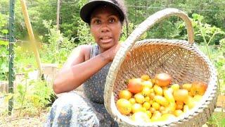 Harvesting Tomatoes before the rain #gardening  #harvesting