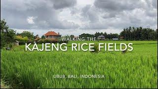 Kajeng Rice Fields, Ubud: Walking to Appreciate The Beauty of Bali, Indonesia (Feb 14, 2023)