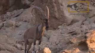 IBEX - WILD GOAT In Kavir National Park in Central iran