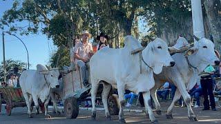 MAIS DE 140 CARROS DE BOIS NO DESFILE DA POLVILHANA SANTA ROSA DO SUL