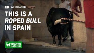 This is what they don't want you to see about the roped bulls of Teruel