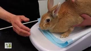 What is a Rabbit Health Check?