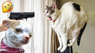 Funniest 2024Cats and  Cucumbers - Awesome Funny Pet Videos Part 4