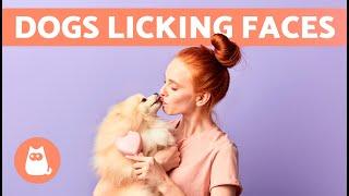 Why Does My DOG LICK My FACE?  (5 Reasons)