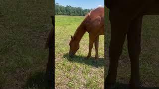 15month old Granddaughter of Corona Cartel number 2 champion Quarter-Horse racing sire in the nation