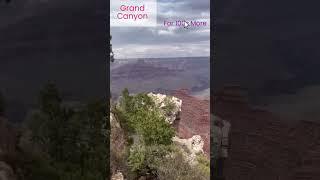 Grand Canyon National Park California Condor  #love ️ #amazing  #nature 
