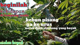 kebun singkong||kampung Sunda||asalan koyod