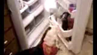 Duke in the Fridge